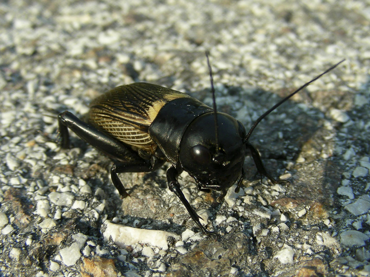 ortotteri_071.jpg