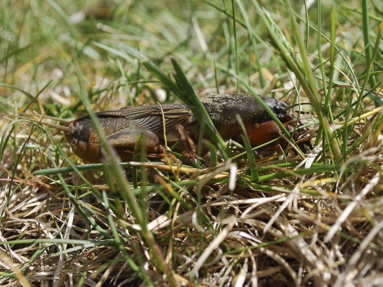 ortotteri_073.jpg