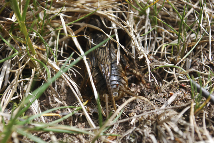 ortotteri_074.jpg
