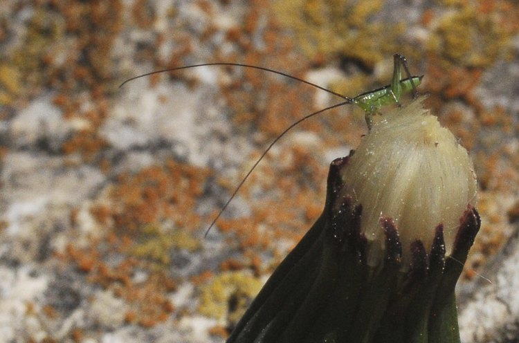 ortotteri_078.jpg