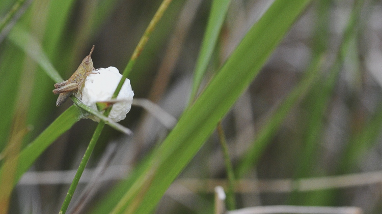 ortotteri_079.jpg