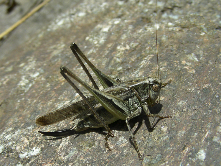 ortotteri_085.jpg