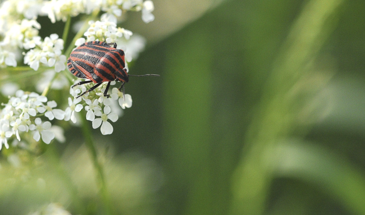 rincoti_087.jpg