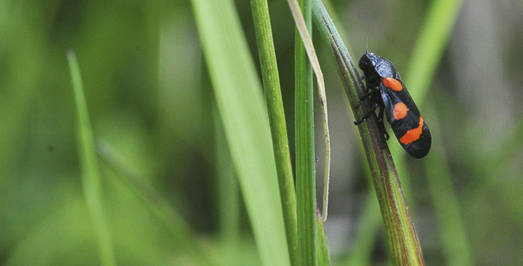 rincoti_092.jpg