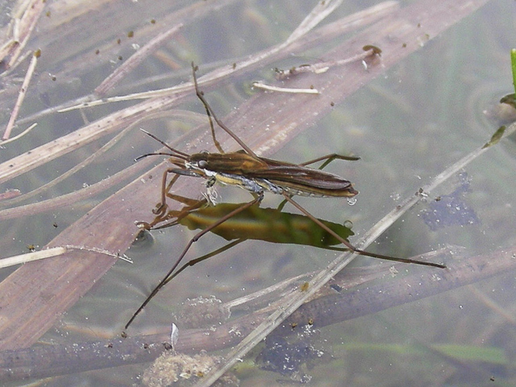 rincoti_102.jpg