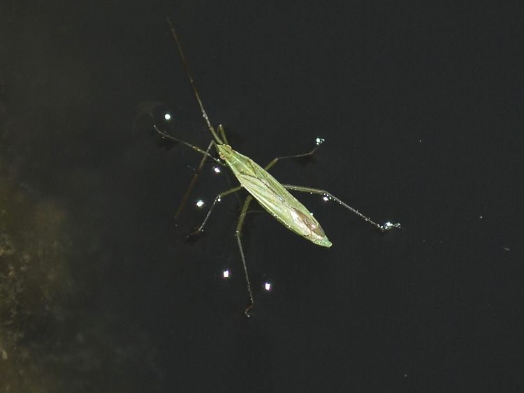 rincoti_103.jpg