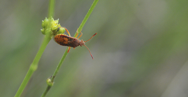 rincoti_104.jpg