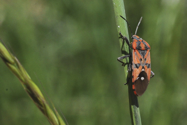 rincoti_107.jpg
