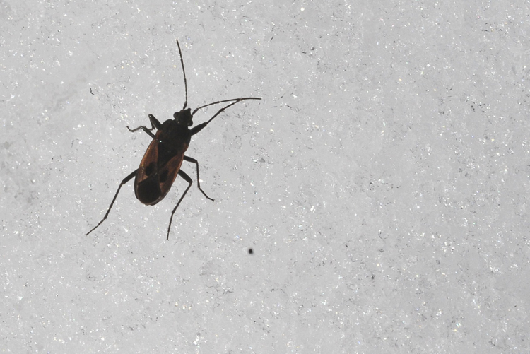 rincoti_110.jpg