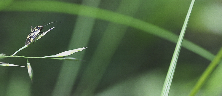 rincoti_121.jpg