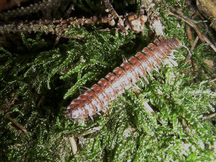miriapodi_065.jpg