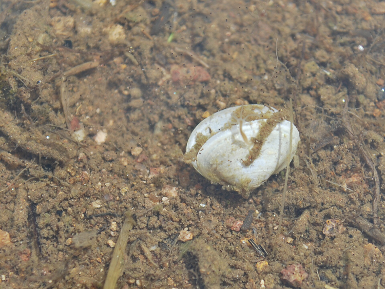 bivalve_099.jpg