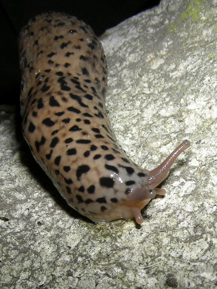 limacce_096.jpg