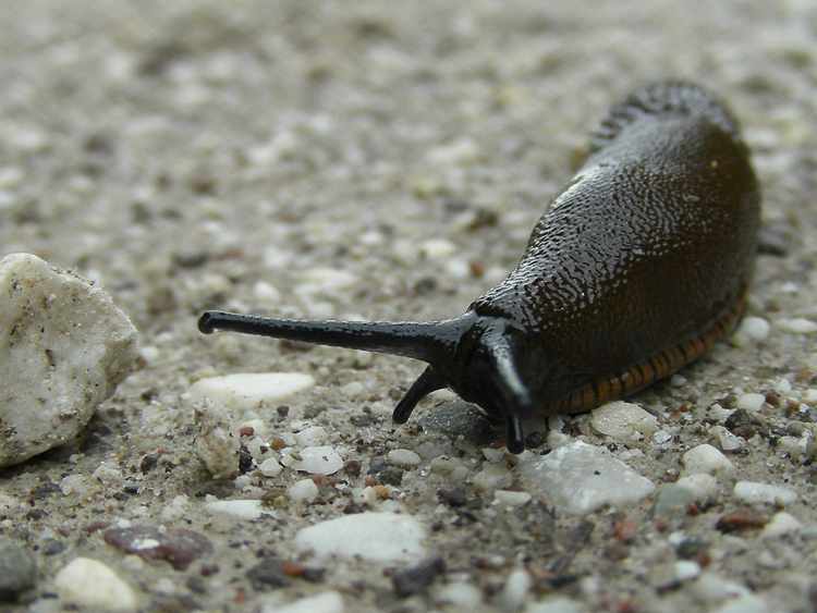 limacce_097.jpg