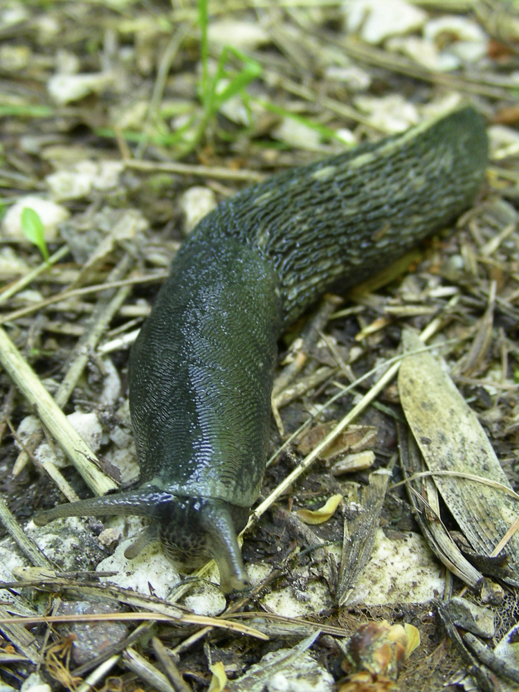 limacce_098.jpg