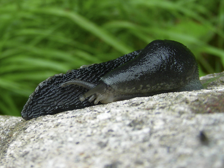 limacce_099.jpg