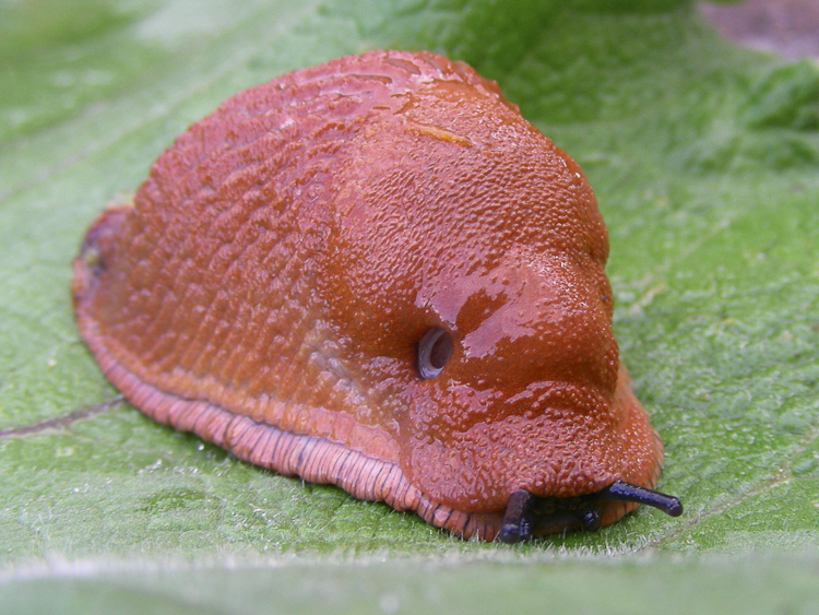 limacce_101.jpg