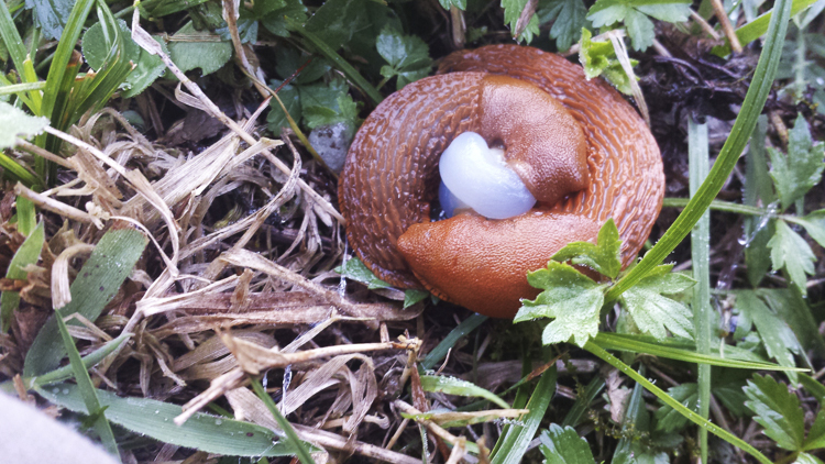 limacce_102.jpg