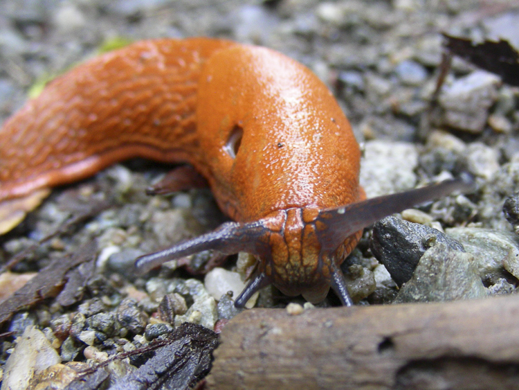 limacce_103.jpg