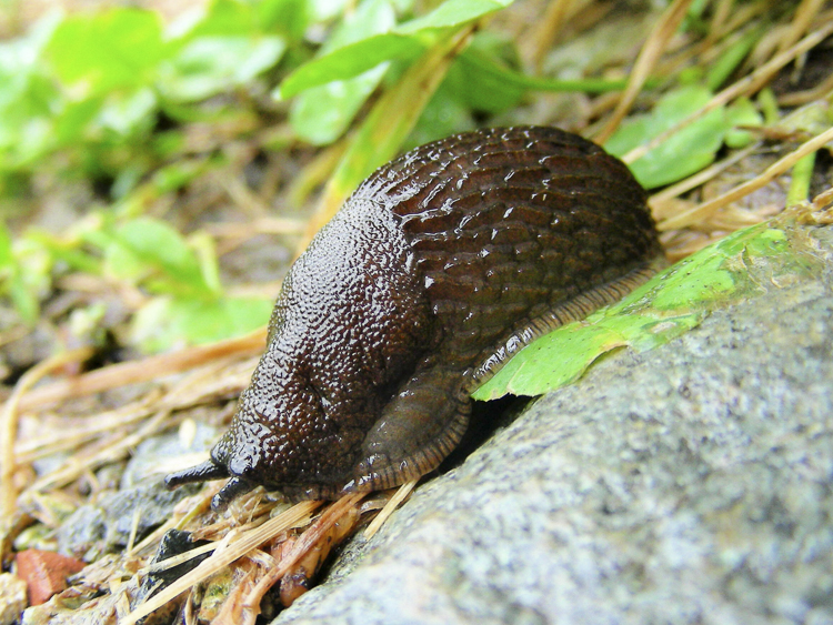 limacce_105.jpg