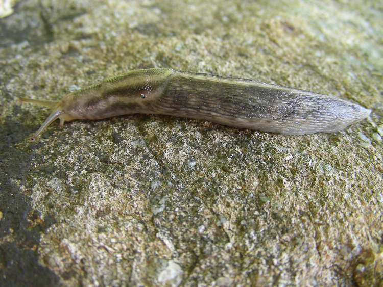 limacce_106.jpg