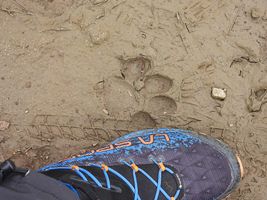 comportamento_lince_097.jpg