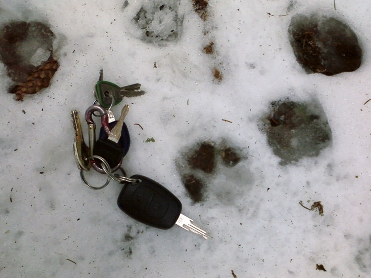 comportamento_lince_099.jpg