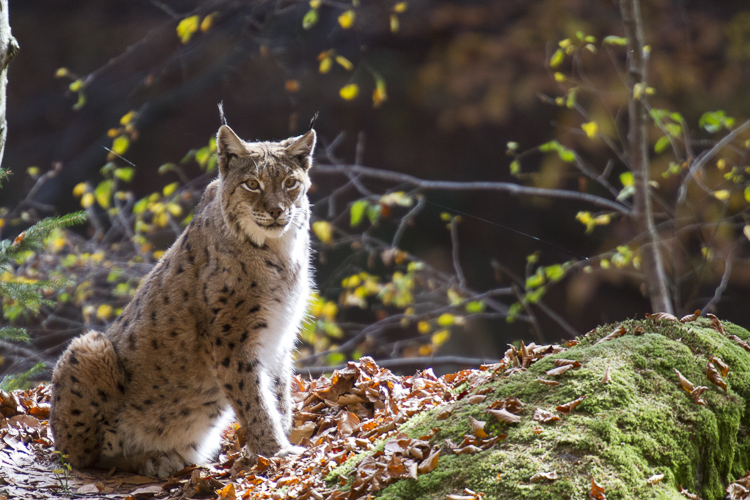 lince_097.jpg