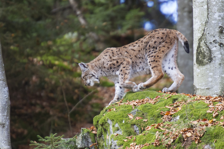 lince_098.jpg