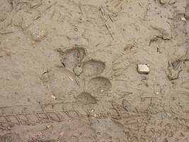 lince_098_1.jpg