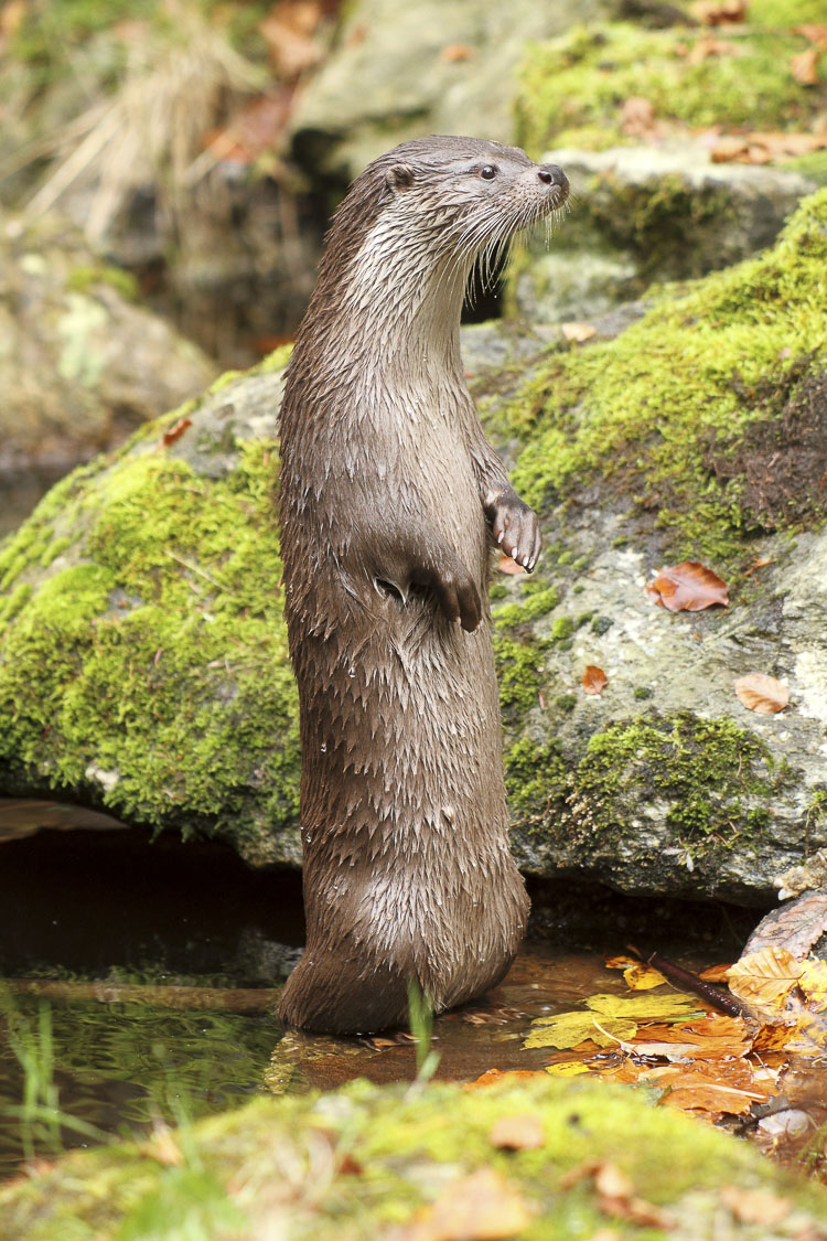 lontra_098.jpg
