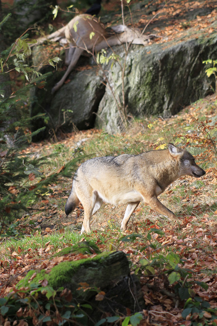 lupo_098.jpg