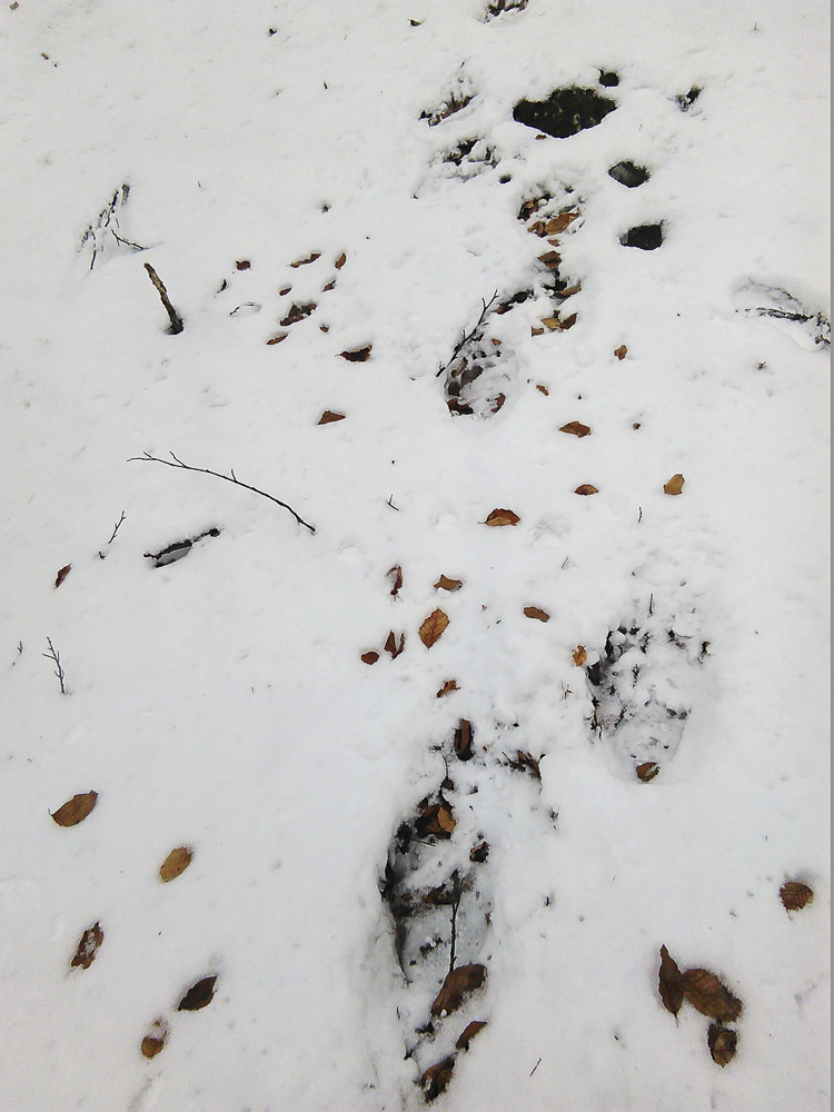 orso_comportamento_085.jpg