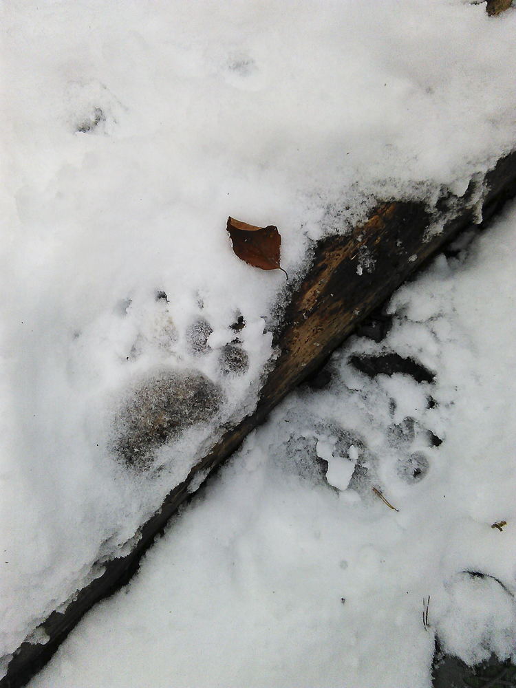 orso_comportamento_086.jpg