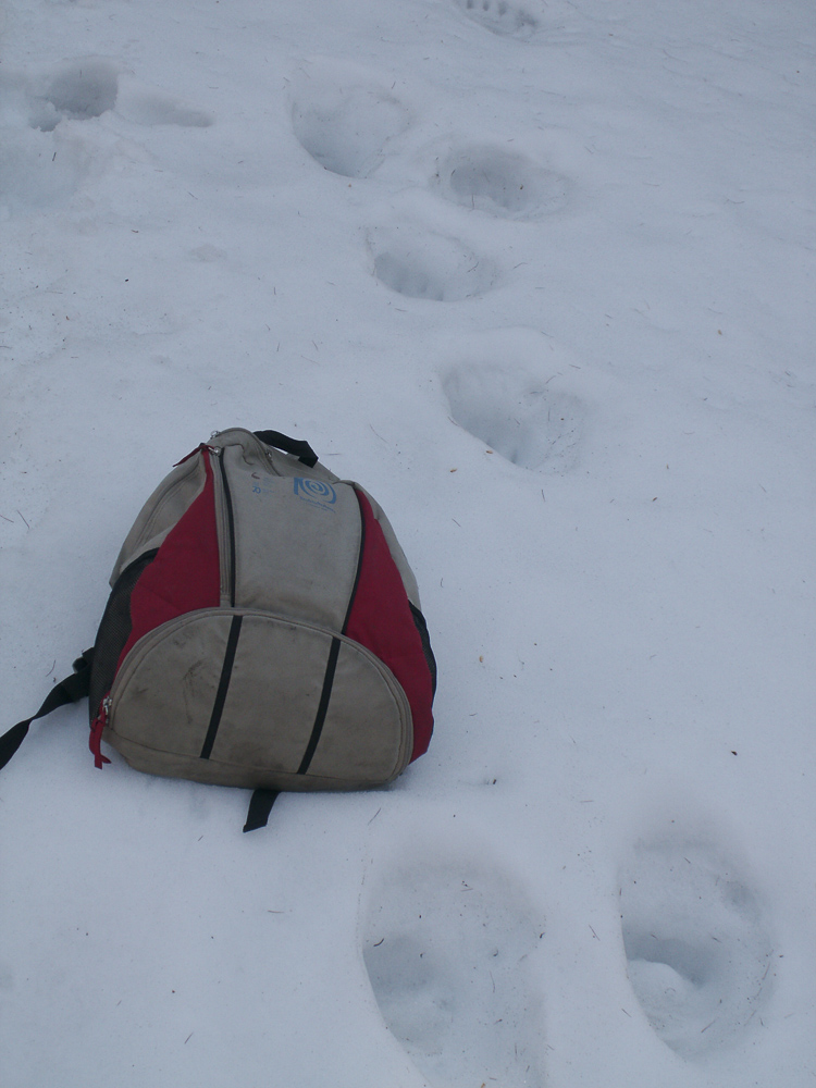 orso_comportamento_089.jpg