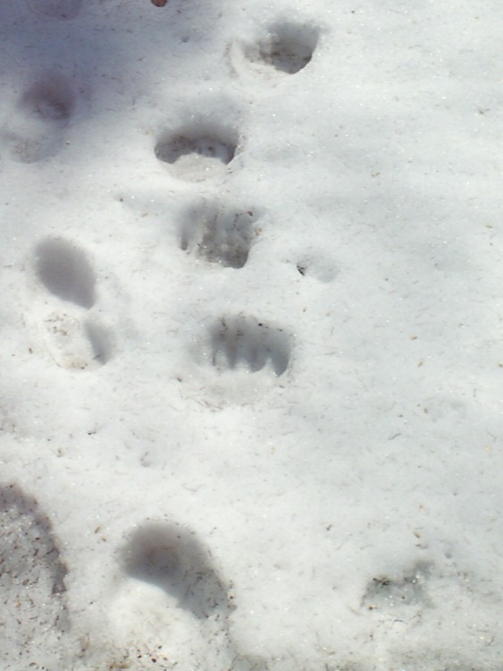 orso_comportamento_092.jpg