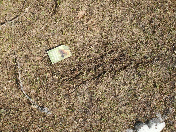 orso_comportamento_093.jpg