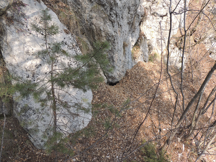 orso_comportamento_094.jpg