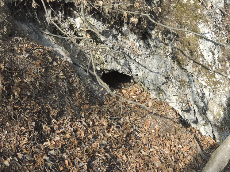 orso_comportamento_095.jpg