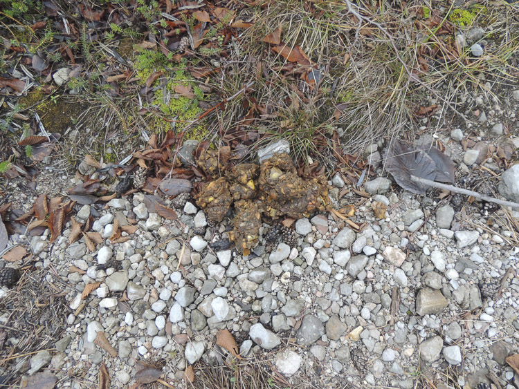 orso_comportamento_096.jpg
