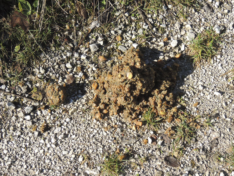 orso_comportamento_097.jpg