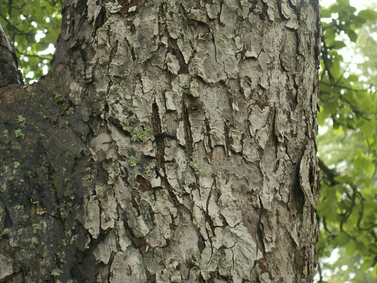 orso_comportamento_098.jpg