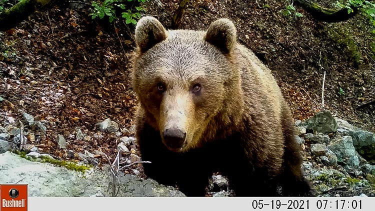 orso_081.jpg