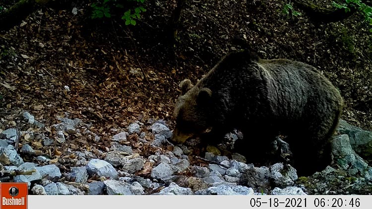 orso_082.jpg