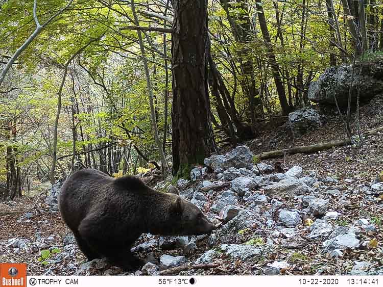orso_082b.jpg