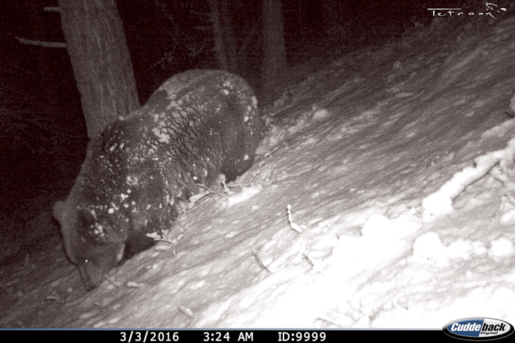 orso_085.jpg