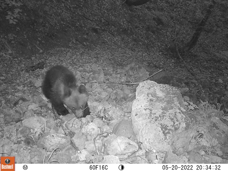 orso_085b.jpg