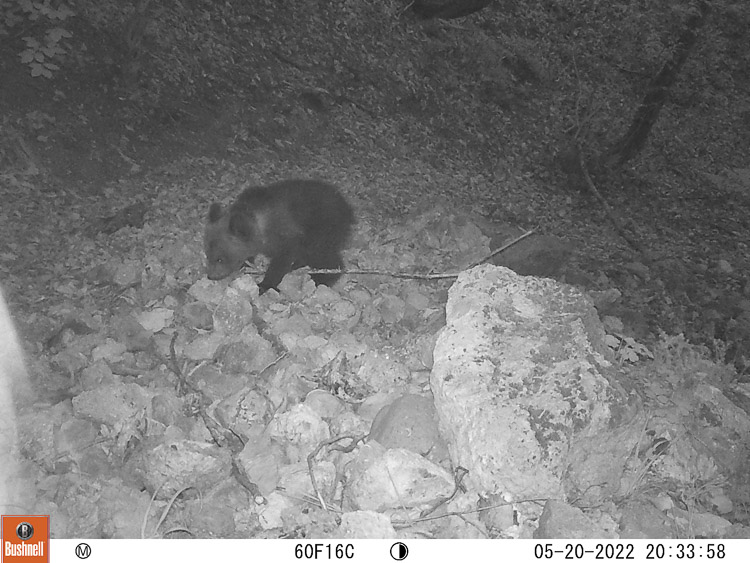 orso_085c.jpg