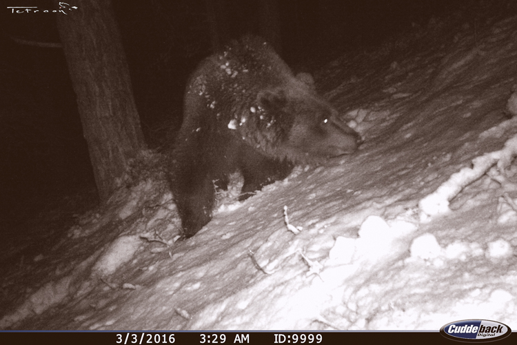 orso_086.jpg