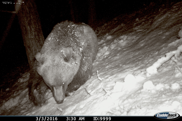 orso_087.jpg